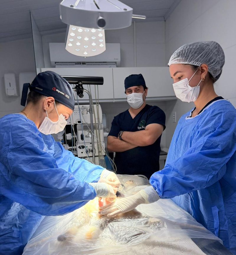 Duas profissionais paramentadas realizando um procedimento cirúrgico enquanto um veterinário acompanha ao fundo